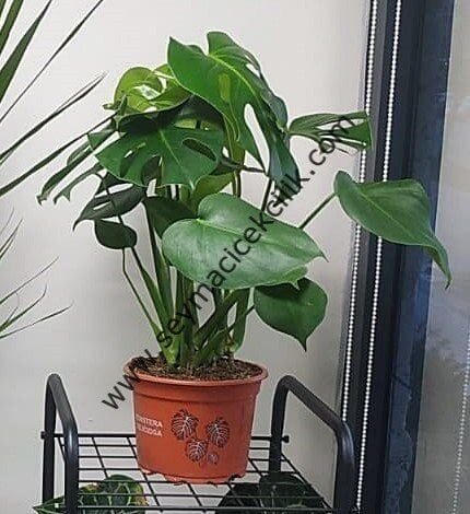 Deve Tabanı- Monstera- Orta Boy- Ücretsiz Kargo