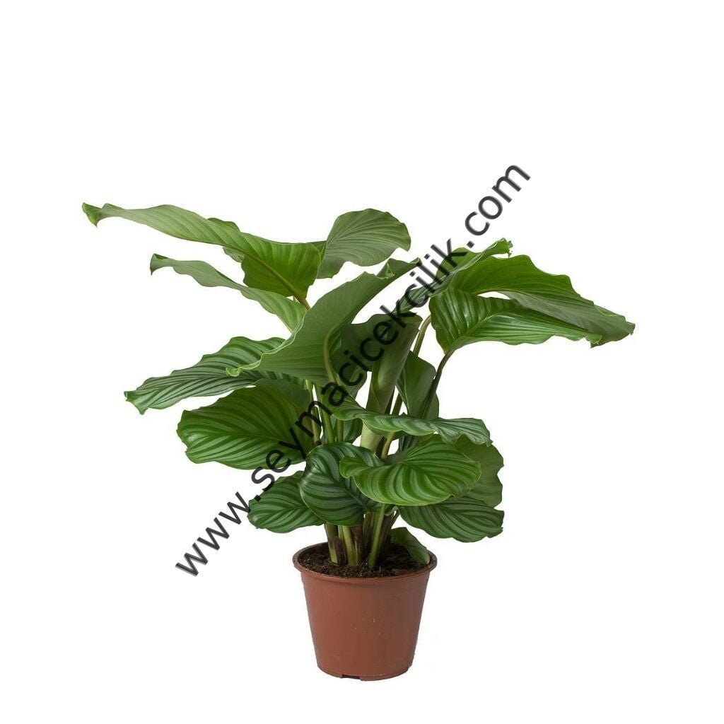 Calathea Orbifolia- Ücretsiz Kargo
