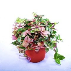 Tradescantia Fluminensis Quadricolo -Telgraf