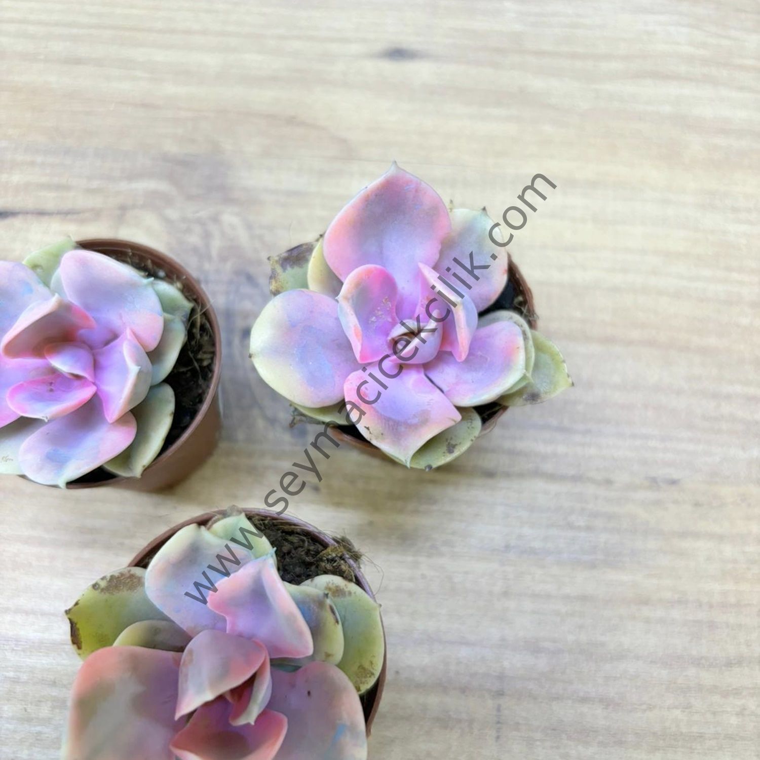 Echeveria Rainbow 5,5 cm