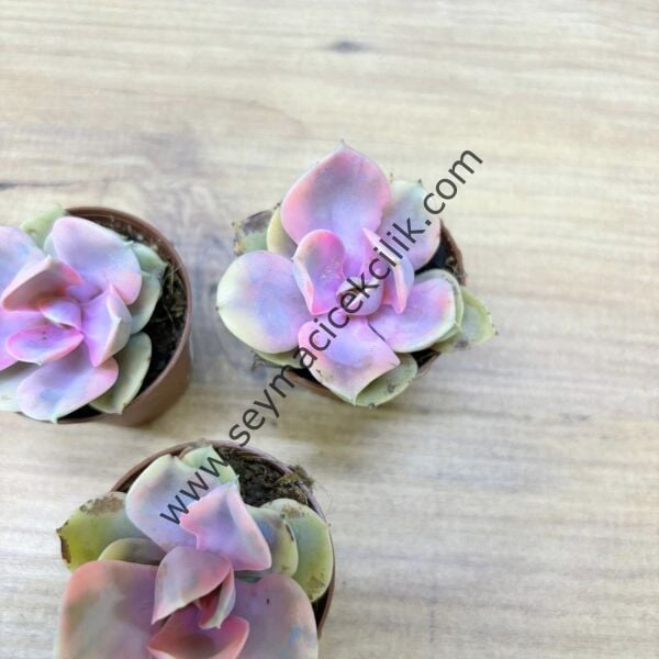 Echeveria Rainbow 5,5 cm