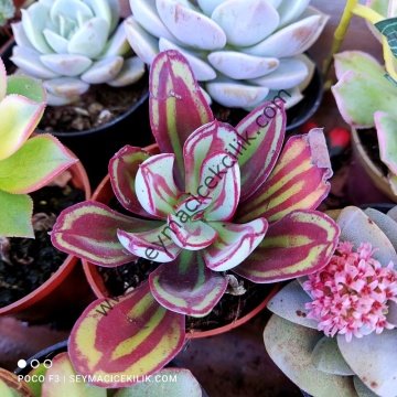 Echeveria Nodulosa 6,7 cm lik saksı