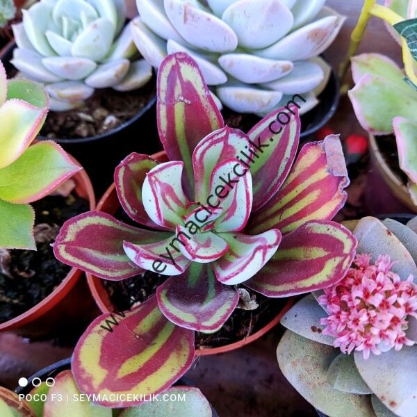 Echeveria Nodulosa 6,7 cm lik saksı