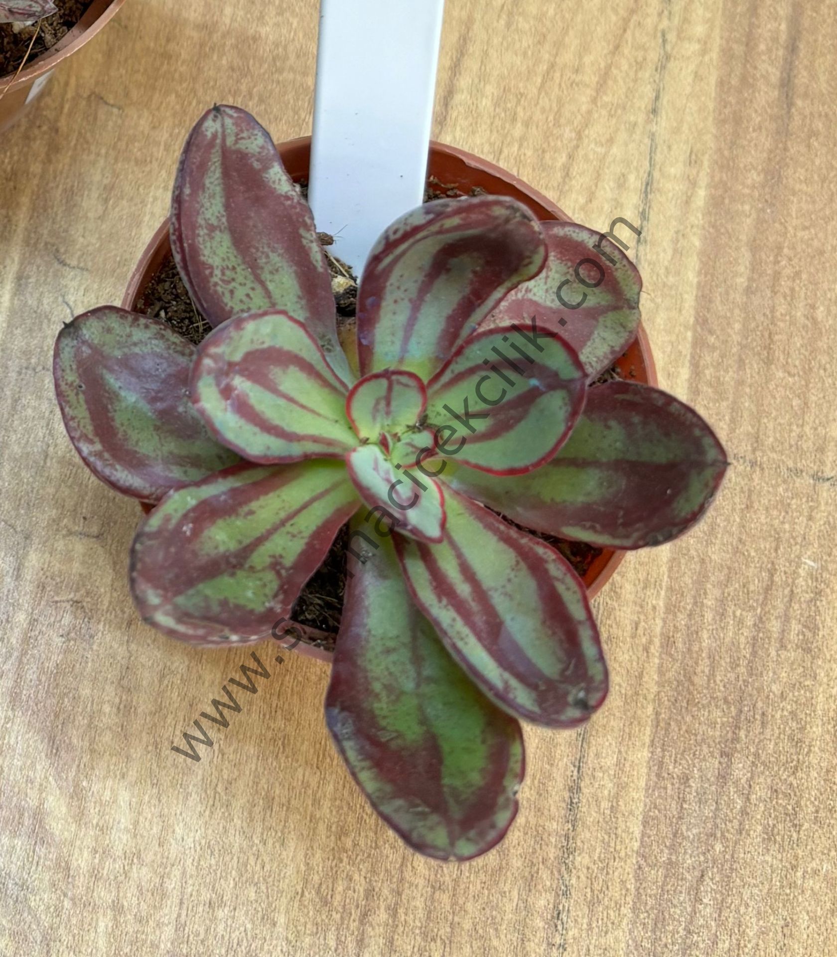 Echeveria Nodulosa 6,7 cm lik saksı