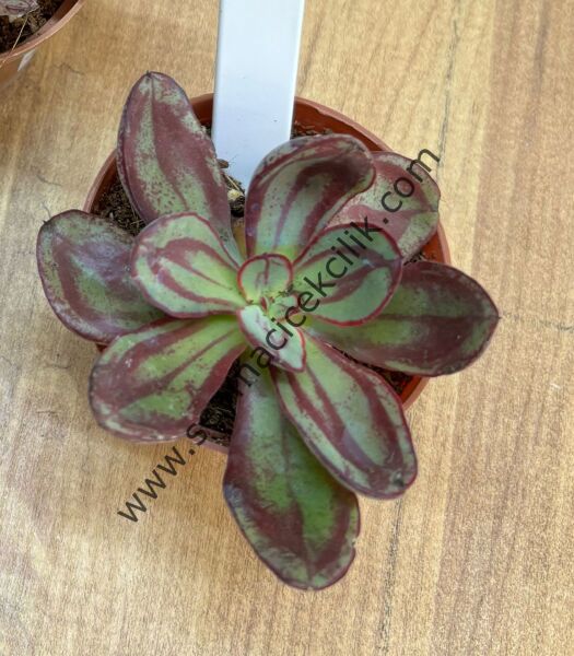 Echeveria Nodulosa 6,7 cm lik saksı