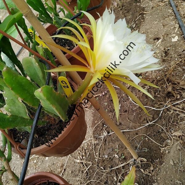 Atlas -  İçi Beyaz, dışı Sarı