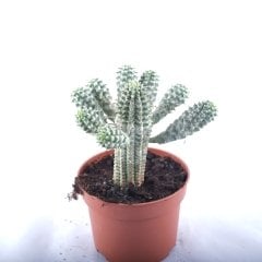 Euphorbia Mammillaris Variegata