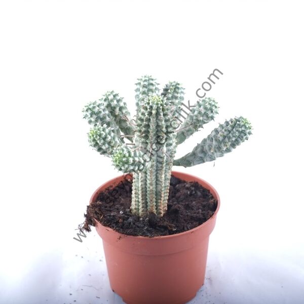 Euphorbia Mammillaris Variegata