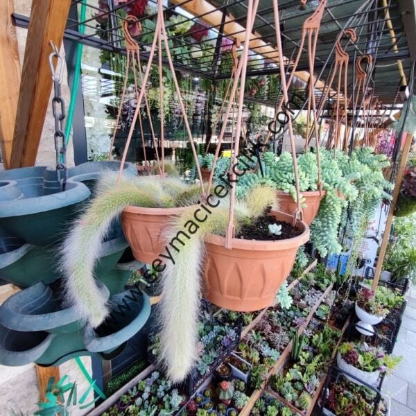 Hildewintera colademononis - Maymun Kuyruğu Kaktüs