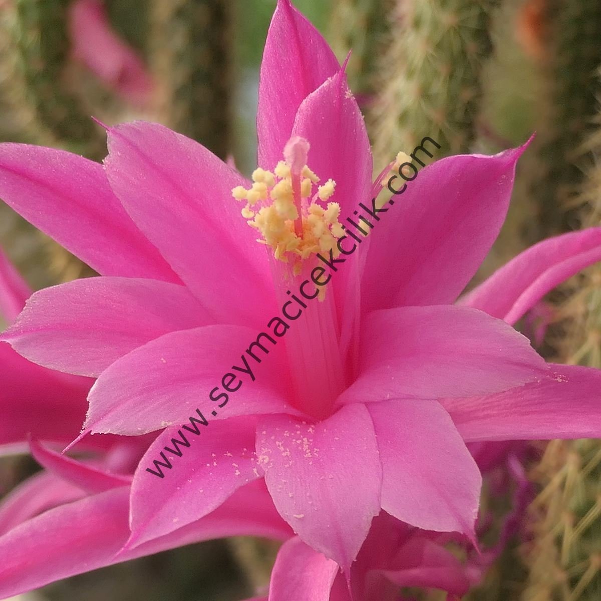 Hildewintera colademononis - Maymun Kuyruğu Kaktüs