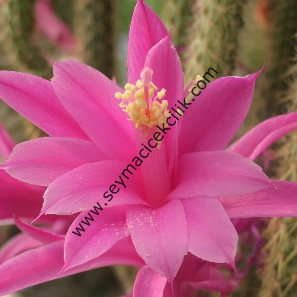 Hildewintera colademononis - Maymun Kuyruğu Kaktüs