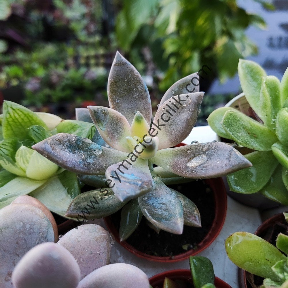 Graptopetalum Paraguayense variegata 5,5 cm saksıda