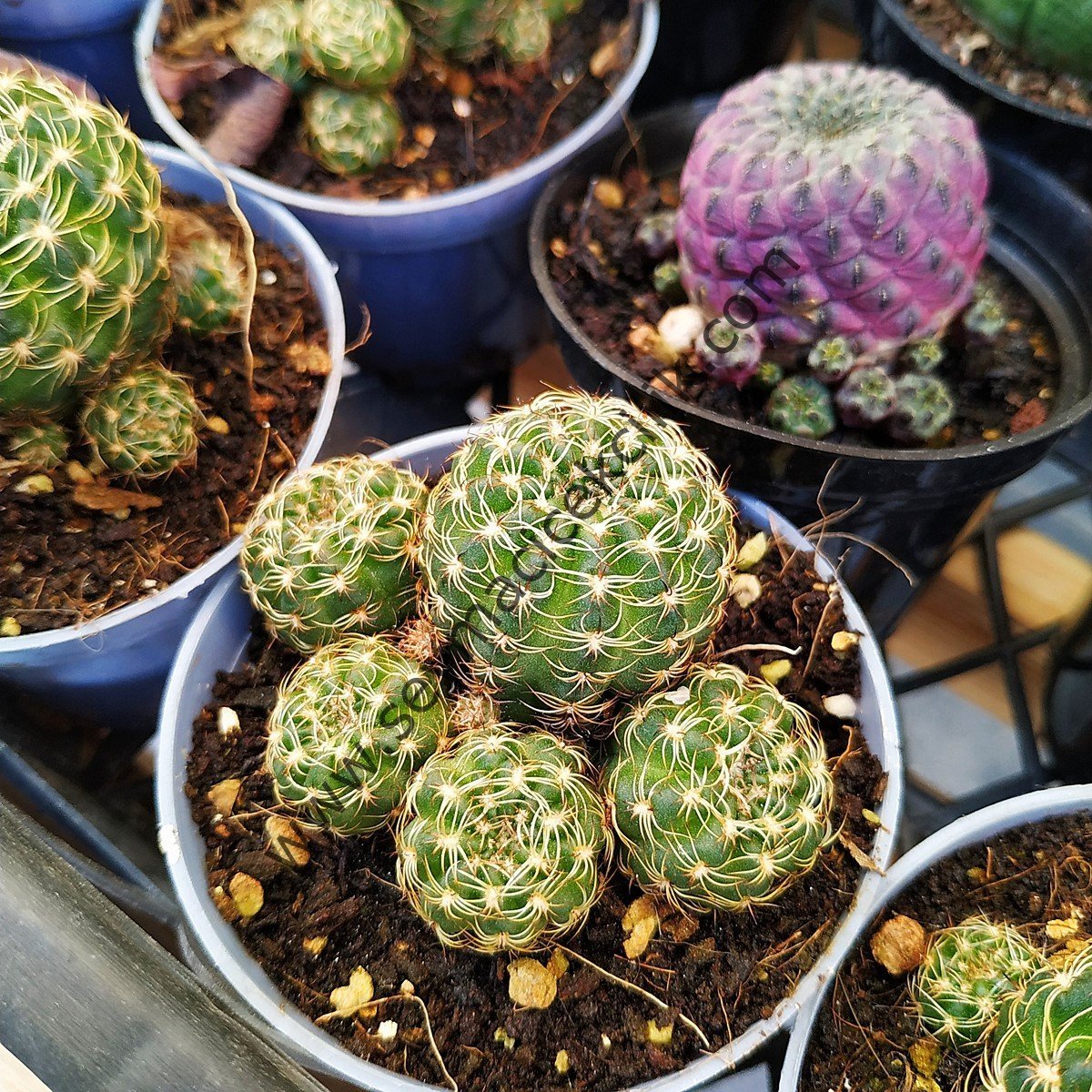 Lobivia Arachnacantha