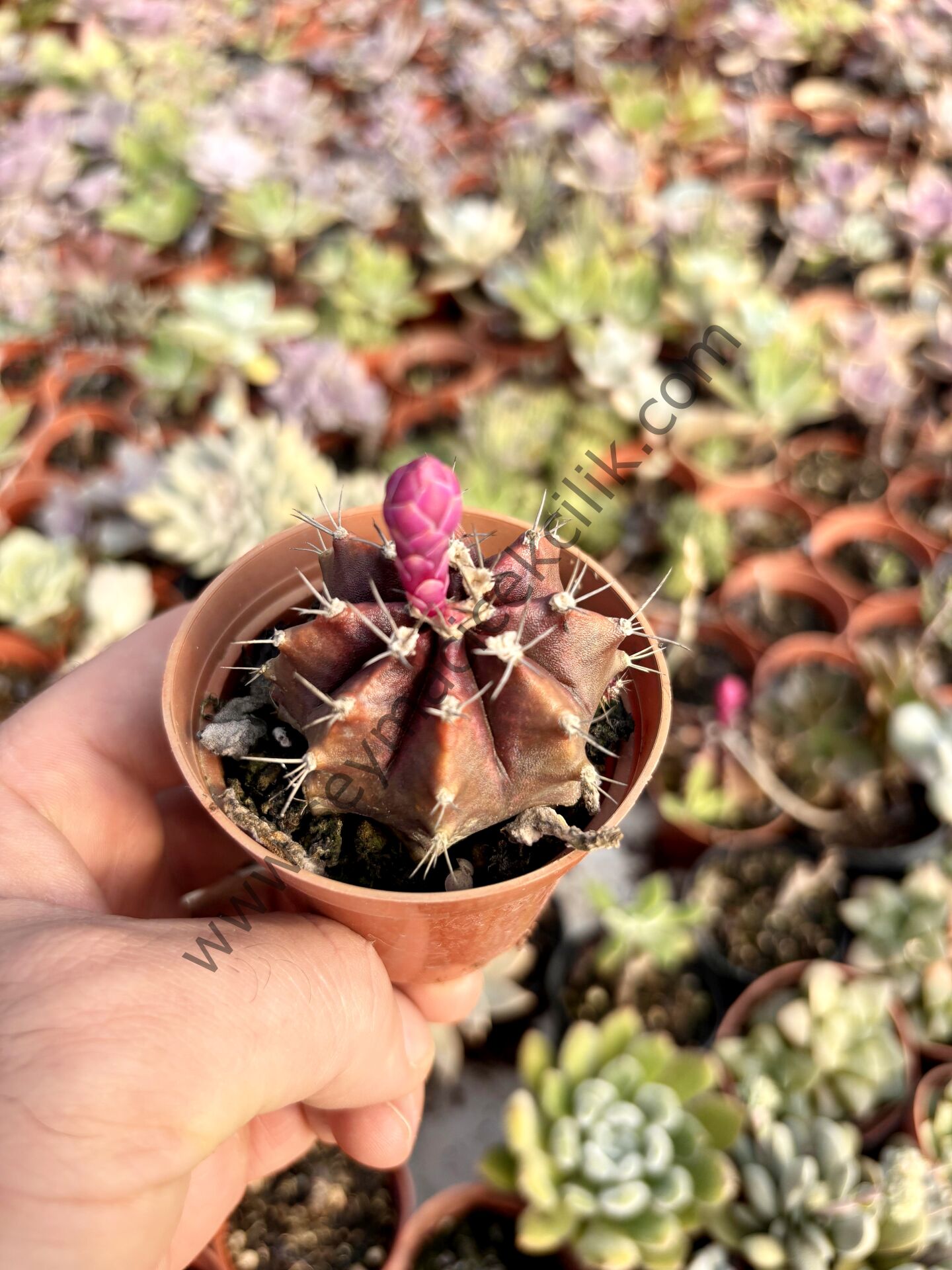 Gymnocalycium model 2