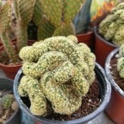 Mammillaria Elongata f. Cristata