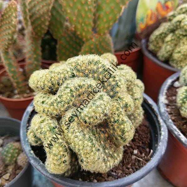 Mammillaria Elongata f. Cristata
