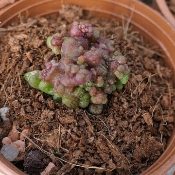 Mammillaria Bocasana ''FRED'' Red