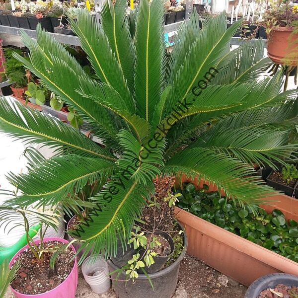 Cykas - Sikas - Japon Palmiyesi