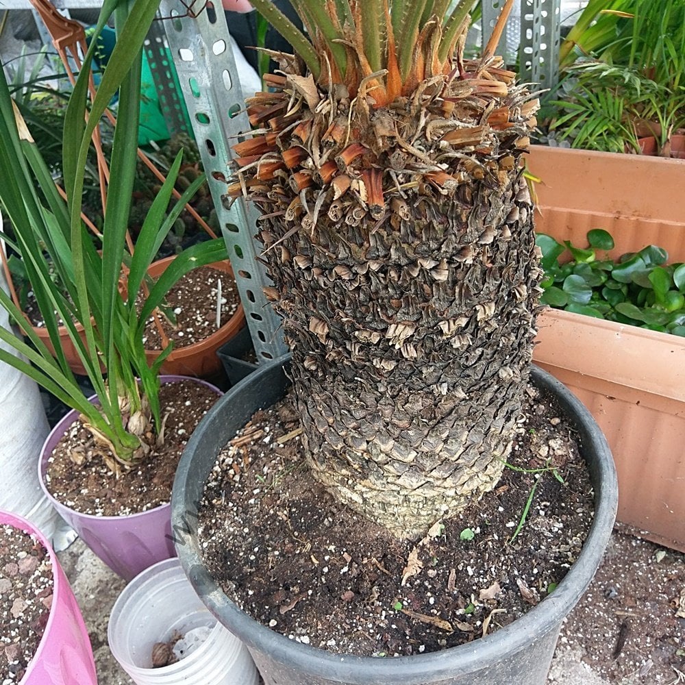 Cykas - Sikas - Japon Palmiyesi