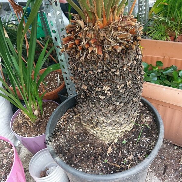 Cykas - Sikas - Japon Palmiyesi