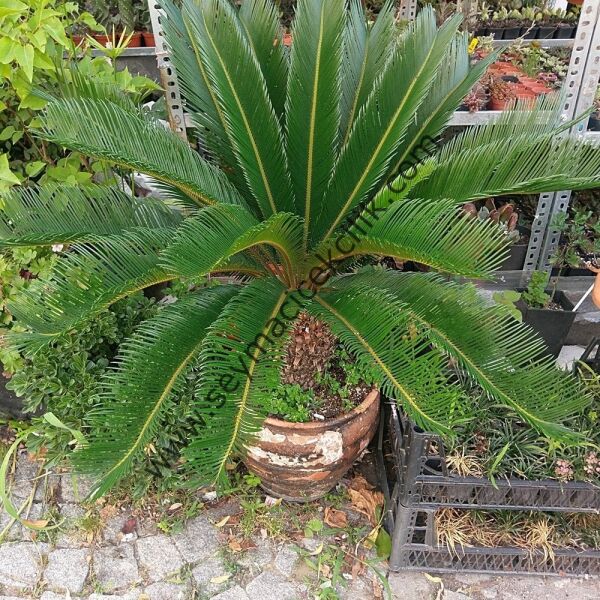 Cykas - Sikas - Japon Palmiyesi 2