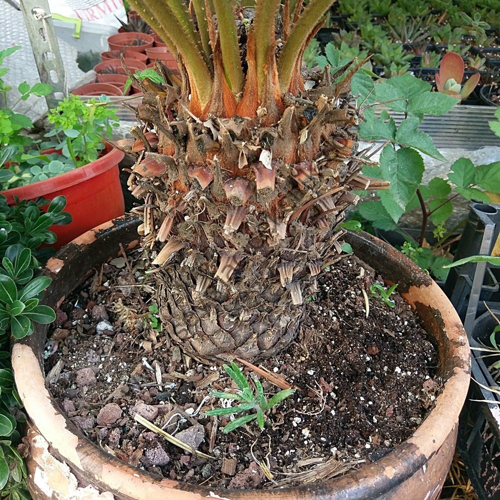 Cykas - Sikas - Japon Palmiyesi 2