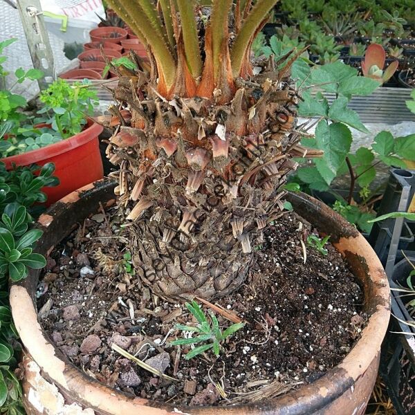 Cykas - Sikas - Japon Palmiyesi 2