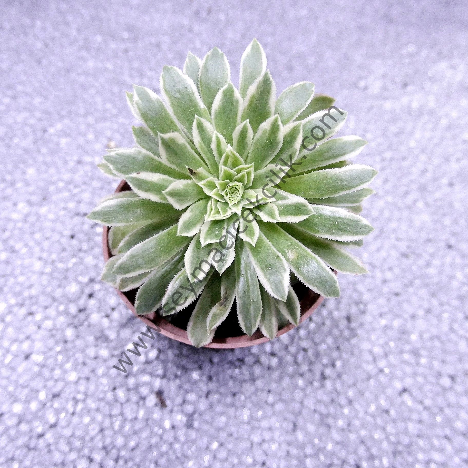 Aeonium Emerald Ice 6.7 cm saksıda