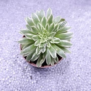 Aeonium Emerald Ice 6.7 cm saksıda