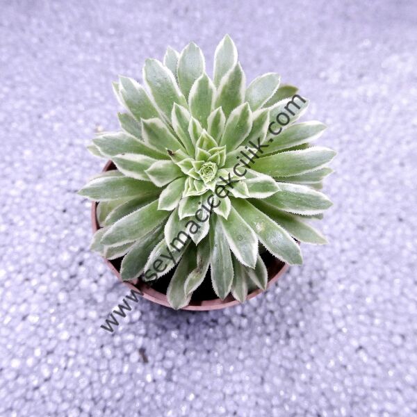 Aeonium Emerald Ice 6.7 cm saksıda