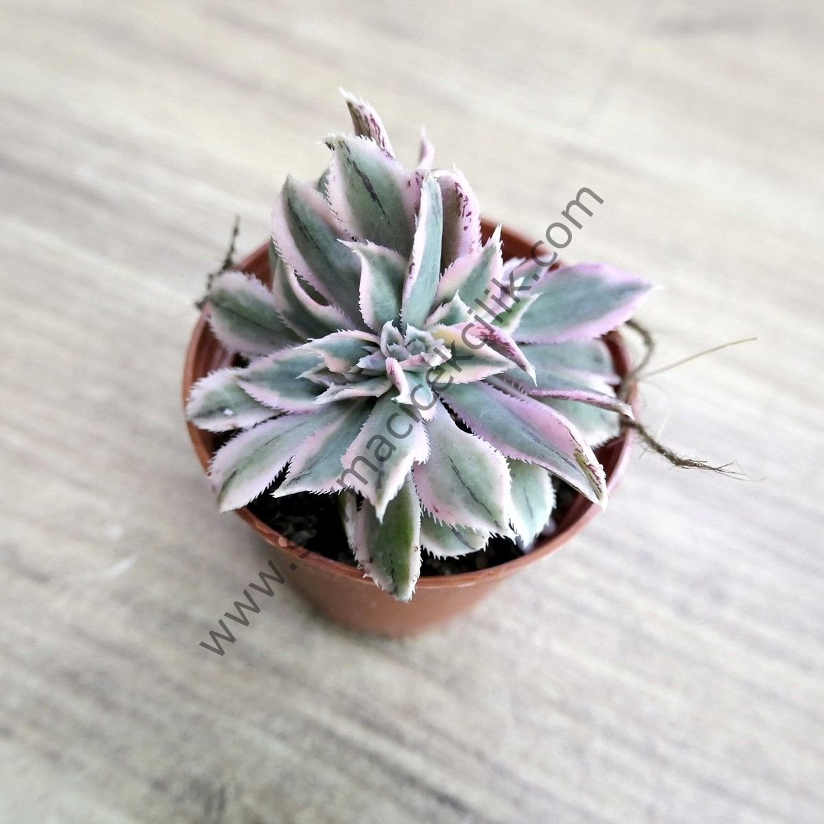 Aeonium Decorum Sunburst Cristat 5.5 cm saksıda