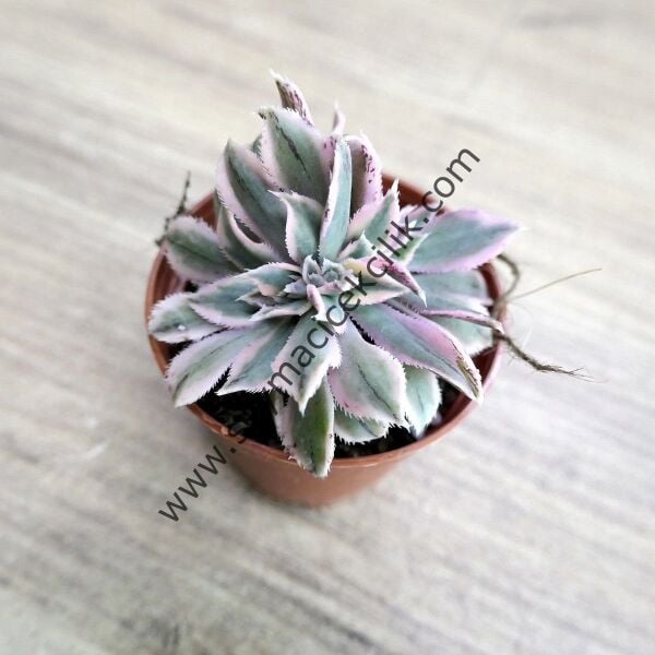 Aeonium Decorum Sunburst Cristat 5.5 cm saksıda