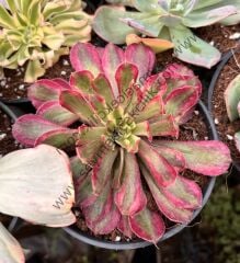 Aeonium Mardi Gras 12 cm lik saksıda