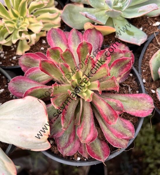 Aeonium Mardi Gras 12 cm lik saksıda