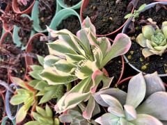 Aeonium River Star ﻿6,7 cm lik saksıda