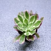 Aeonium River Star ﻿6,7 cm lik saksıda