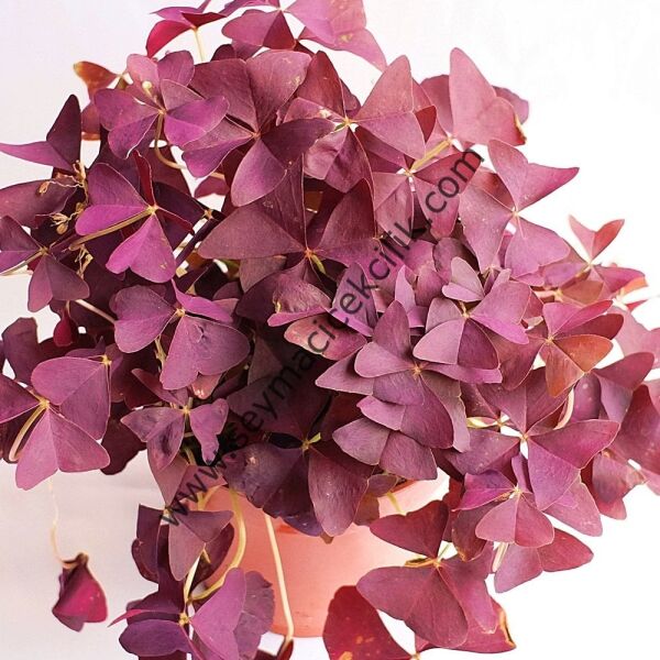 Oxalis- Uyku Çiçeği