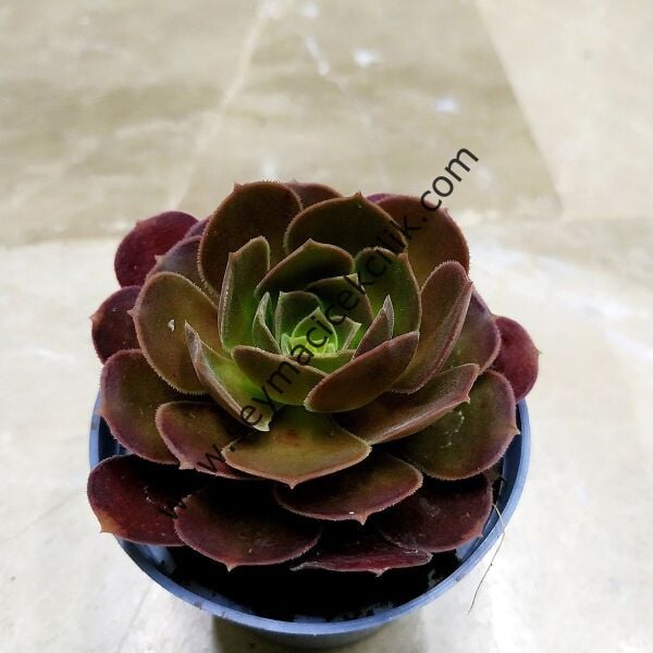 Aeonium Cyclops