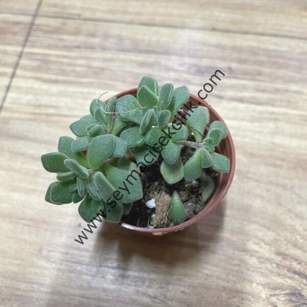 Aeonium Lindleyii 5,5 cm lik saksıda