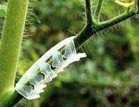 Domates Salkım Destek