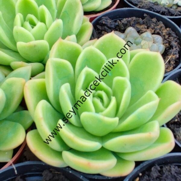 Echeveria Gilva Red 5,5 cm lik