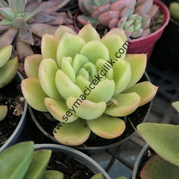 Echeveria Gilva Red 5,5 cm lik