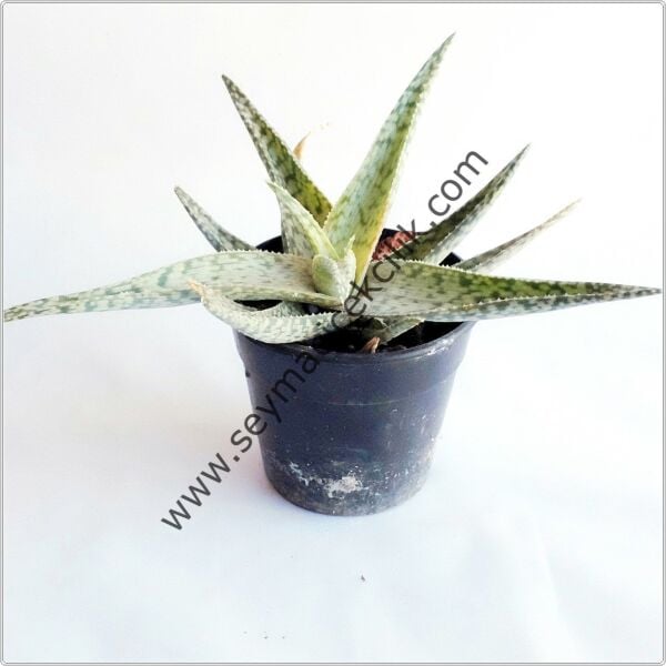 Aloe Pink Blush