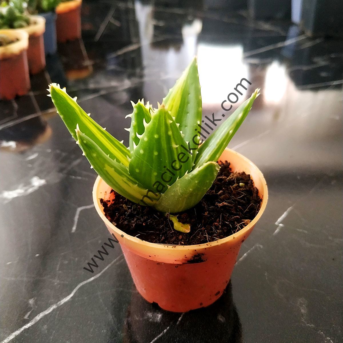 Aloe Nobilis Variegata