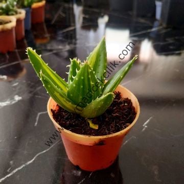 Aloe Nobilis Variegata