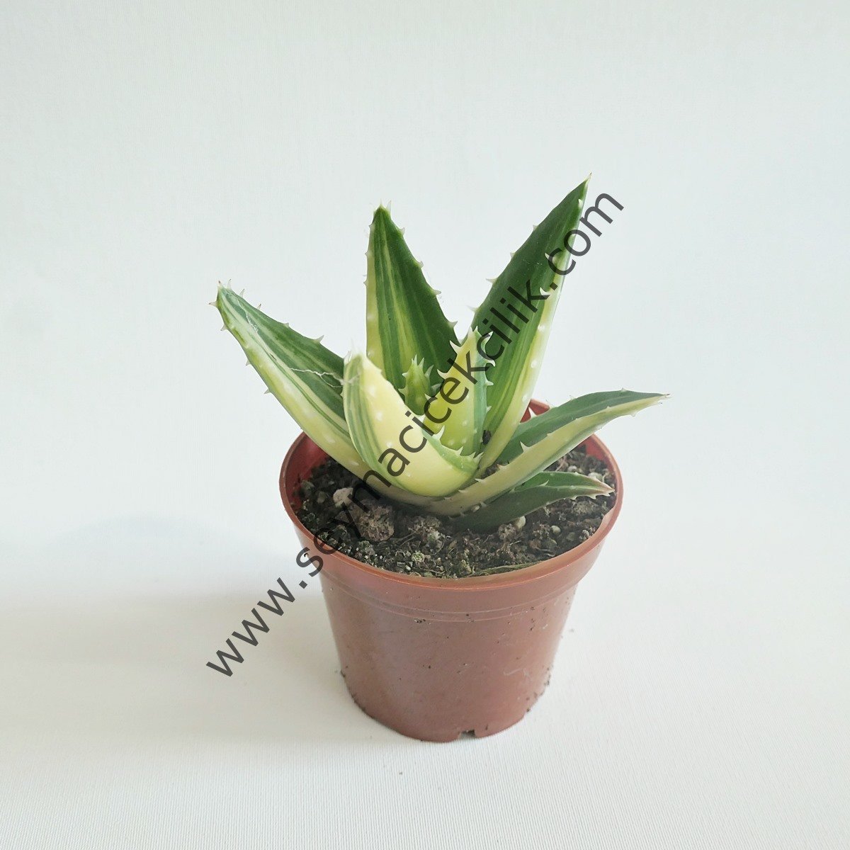 Aloe Nobilis Variegata