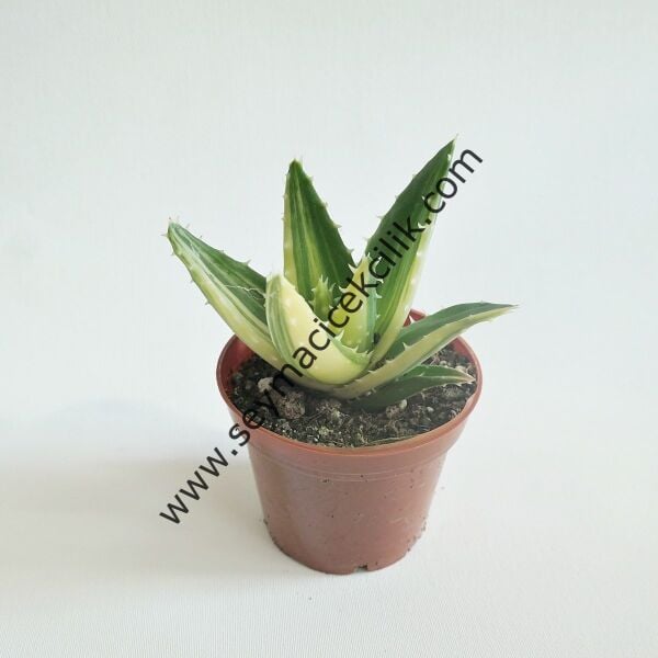 Aloe Nobilis Variegata