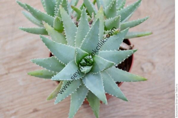 Aloe Brevifolia 12 cm saksıda