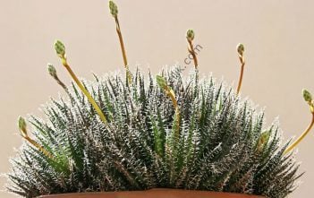 Aloe Haworthiodies- 6.7 cm lik saksı