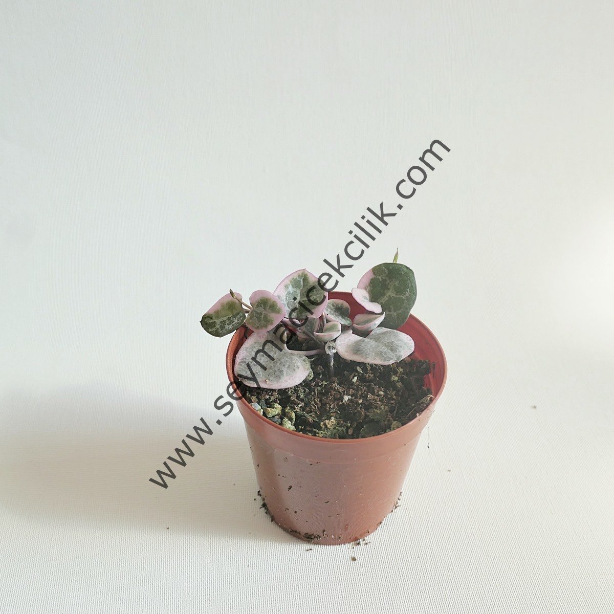 Ceropegia Linearis ssp. Woodii Variegata